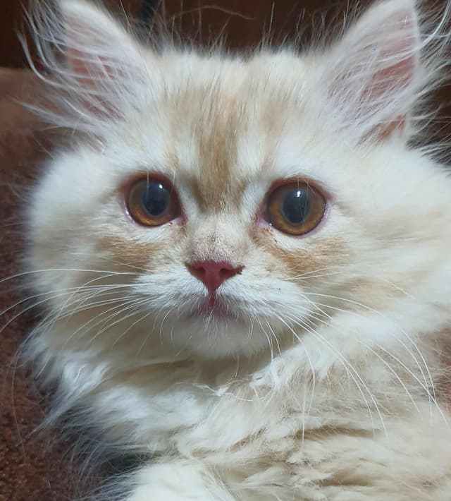 Shirazi Pure male and female cats for sale