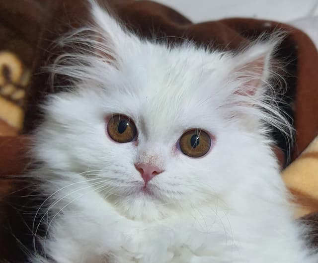 Shirazi Pure male and female cats for sale