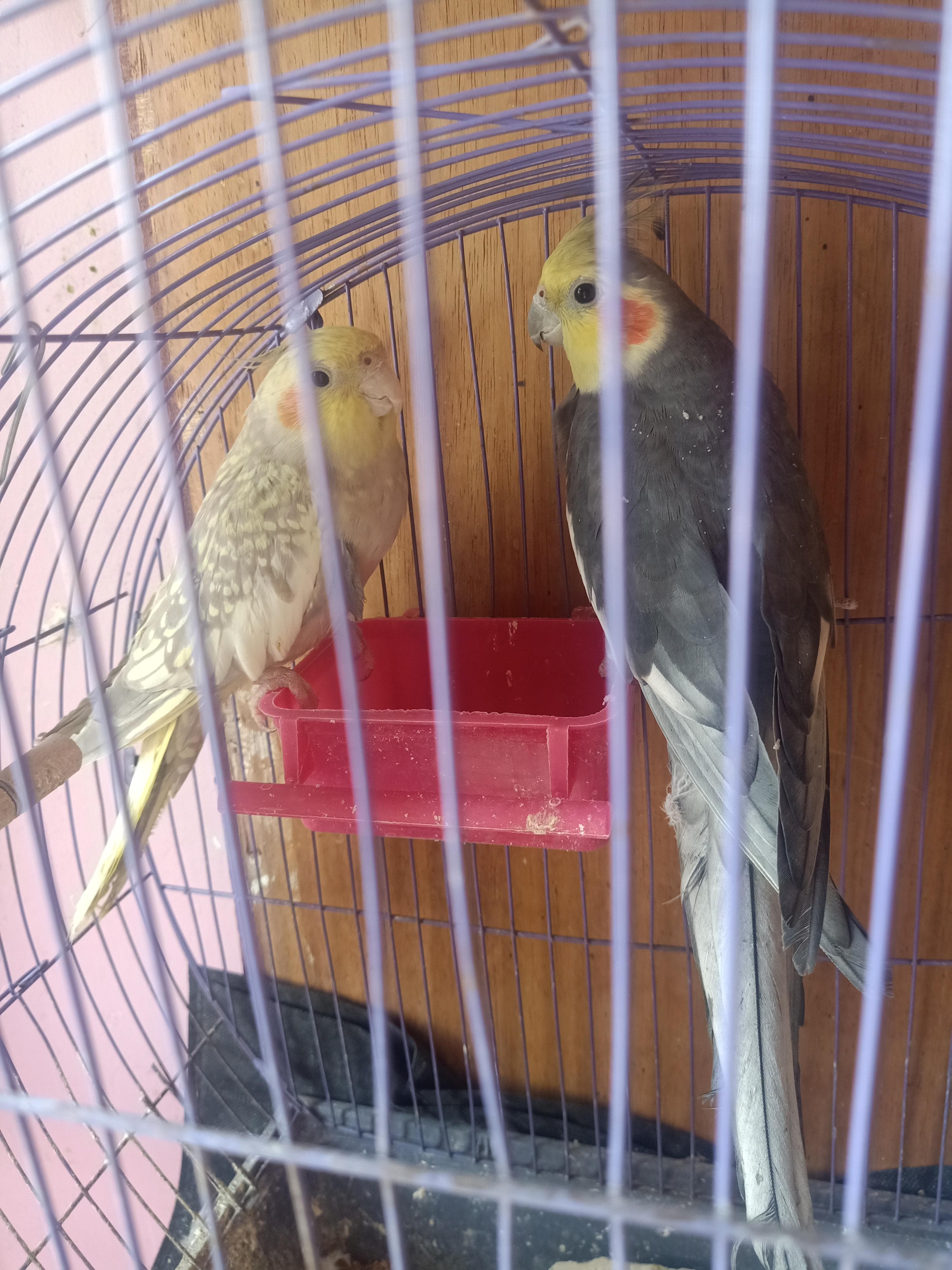 Various birds 1