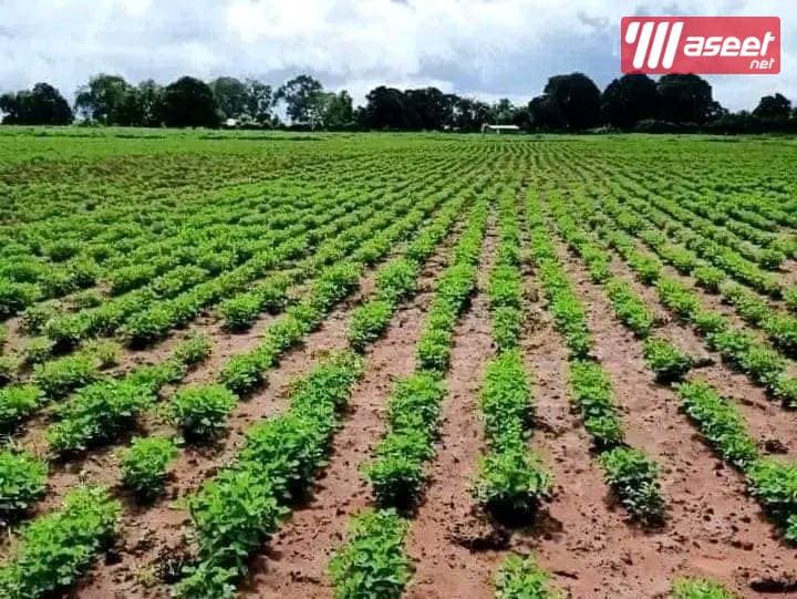 Agricultural land at an excellent price 5