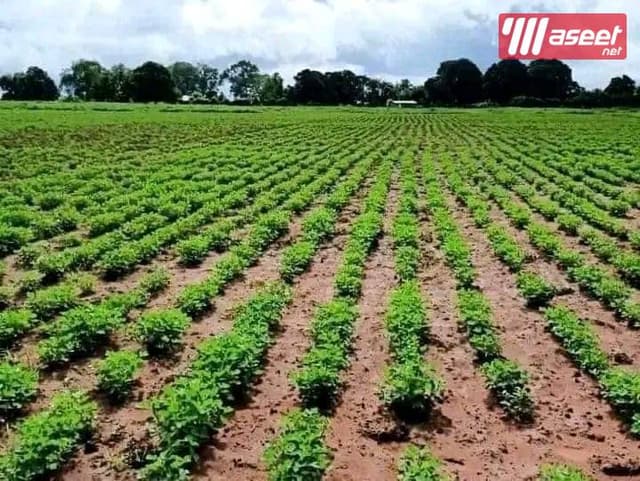 Agricultural land at an excellent price
