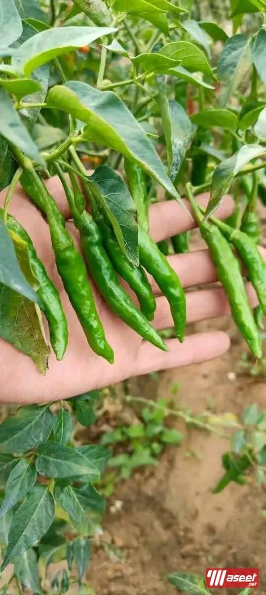 Agricultural land at an excellent price 9