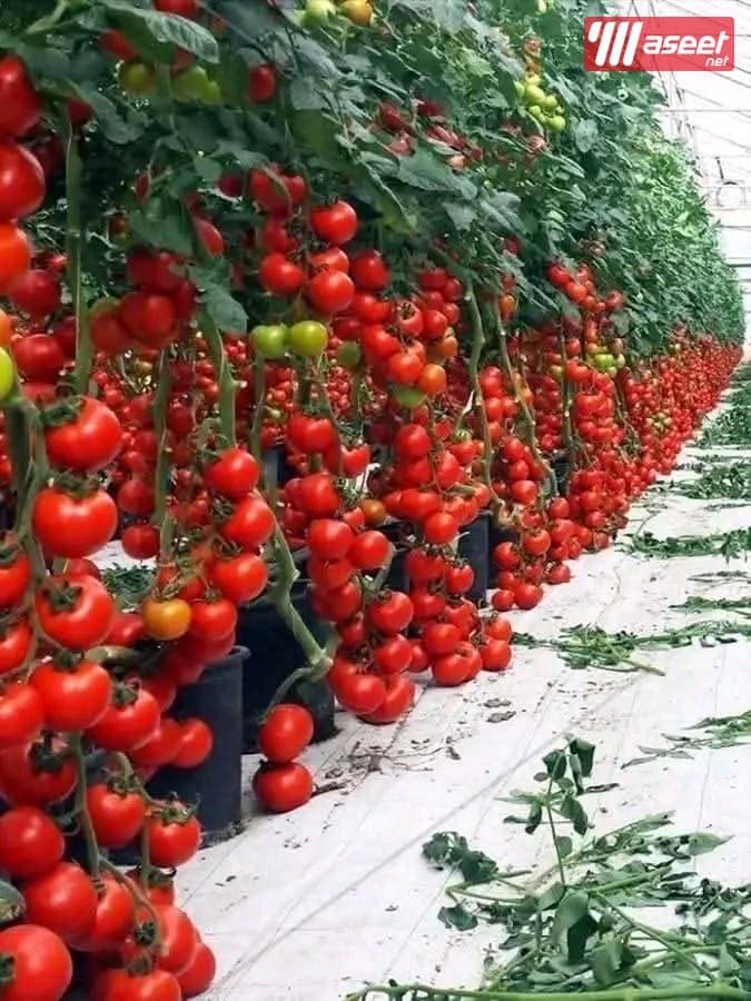 Agricultural land at an excellent price 10