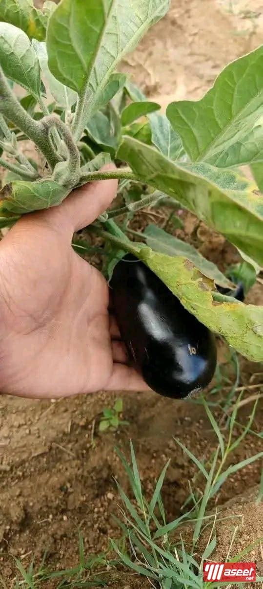 Agricultural land at an excellent price 11