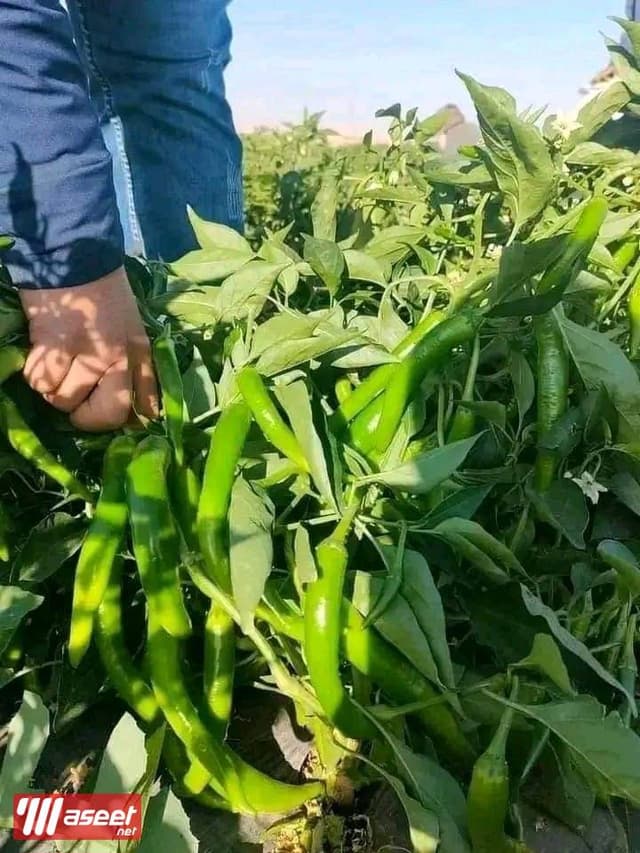Investment lands