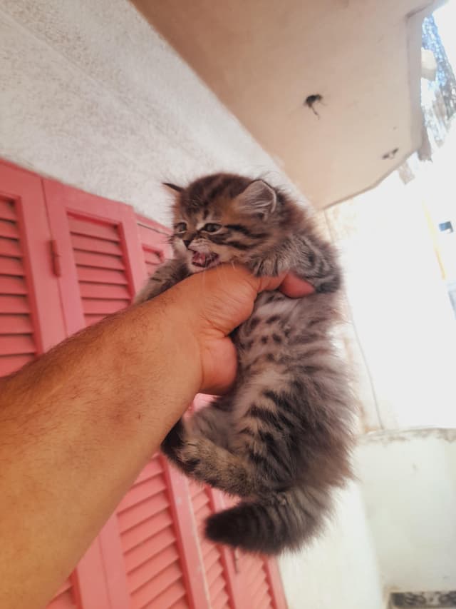 Male and female 45 days Shiraz Pure