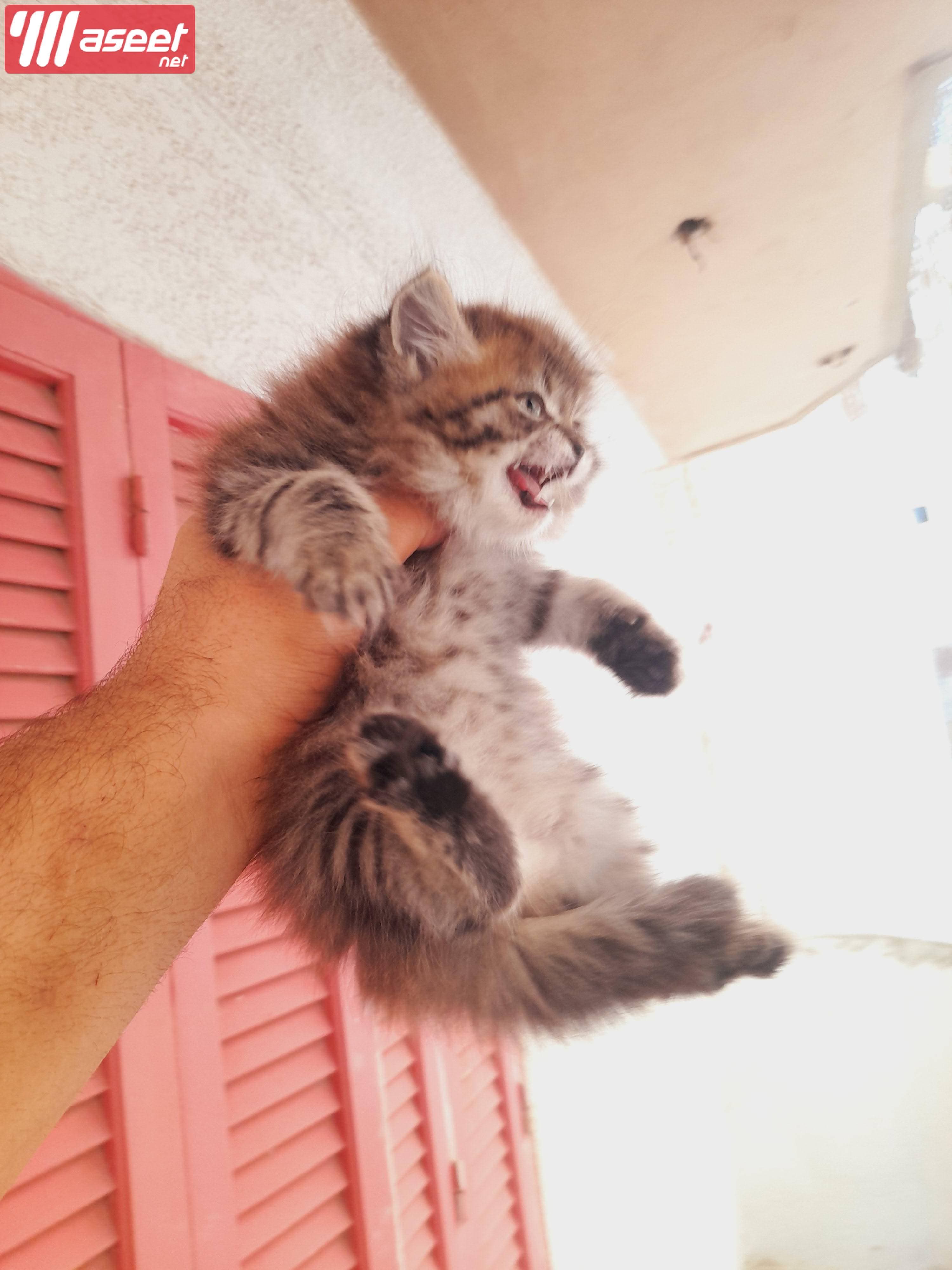 Male and female 45 days Shiraz Pure 2