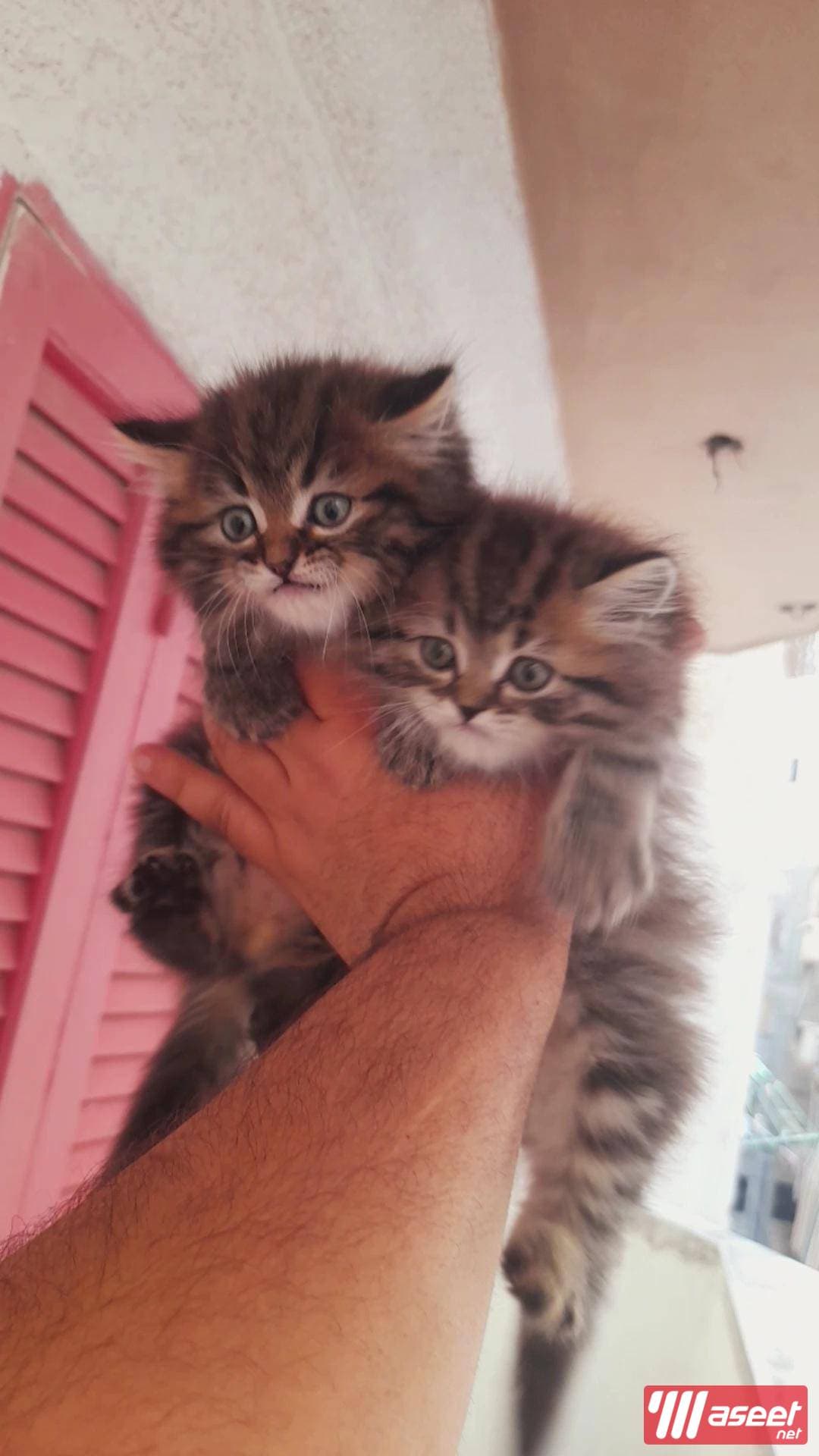 Male and female 45 days Shiraz Pure 3