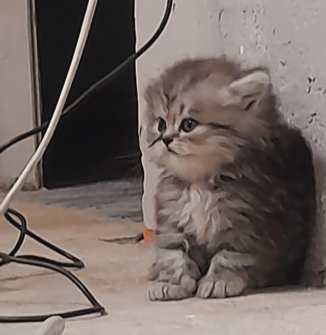 Male Silver Half Teddy Bear