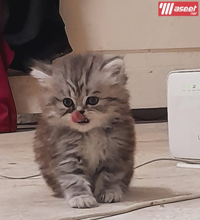 Male Silver Half Teddy Bear