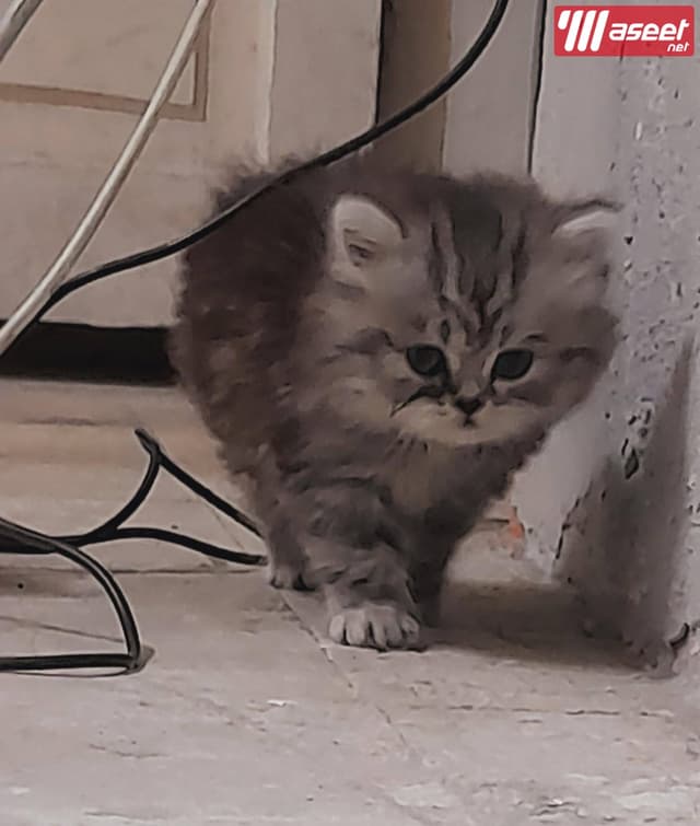 Male Silver Half Teddy Bear