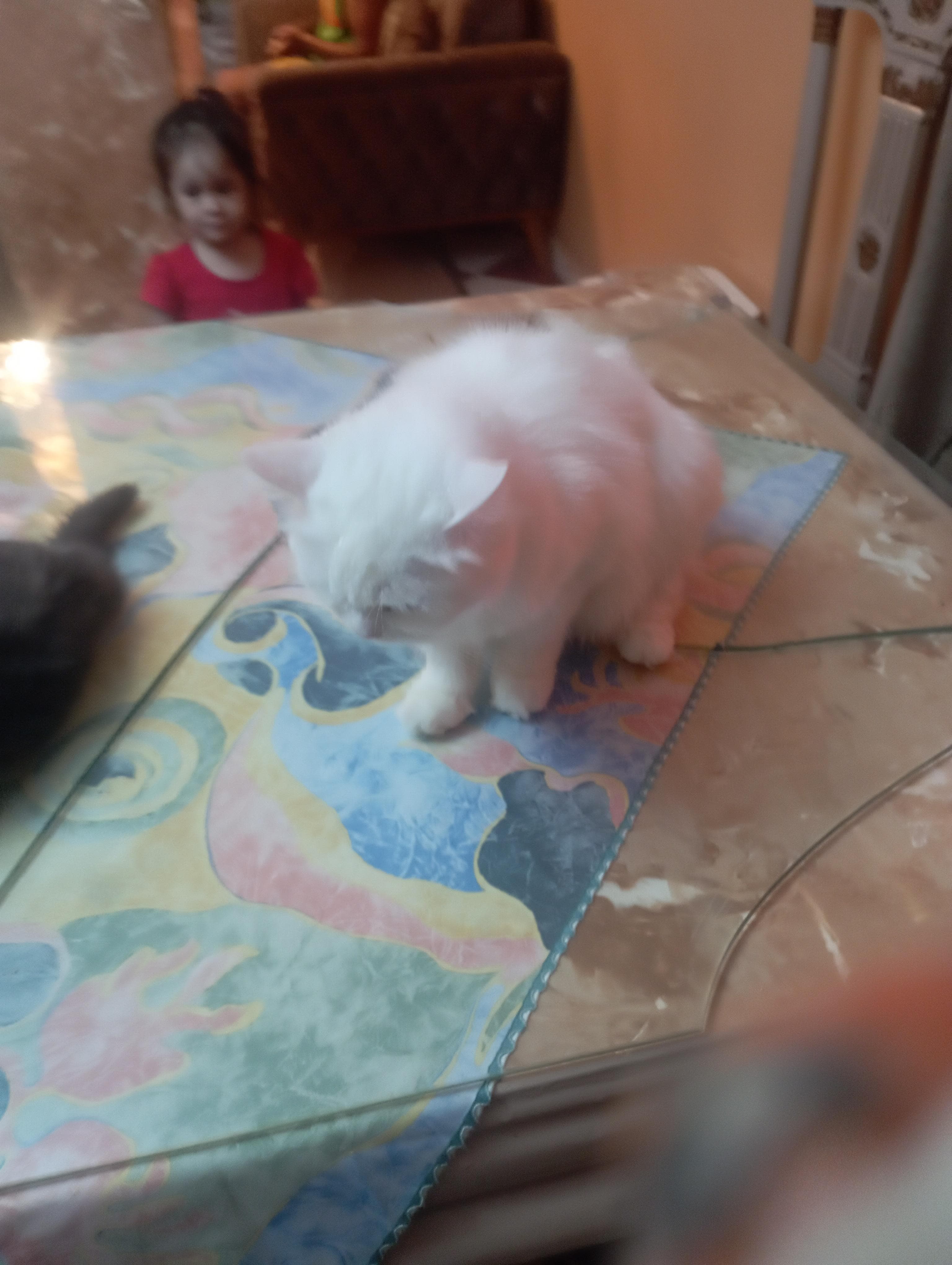 Shirazi cats 0