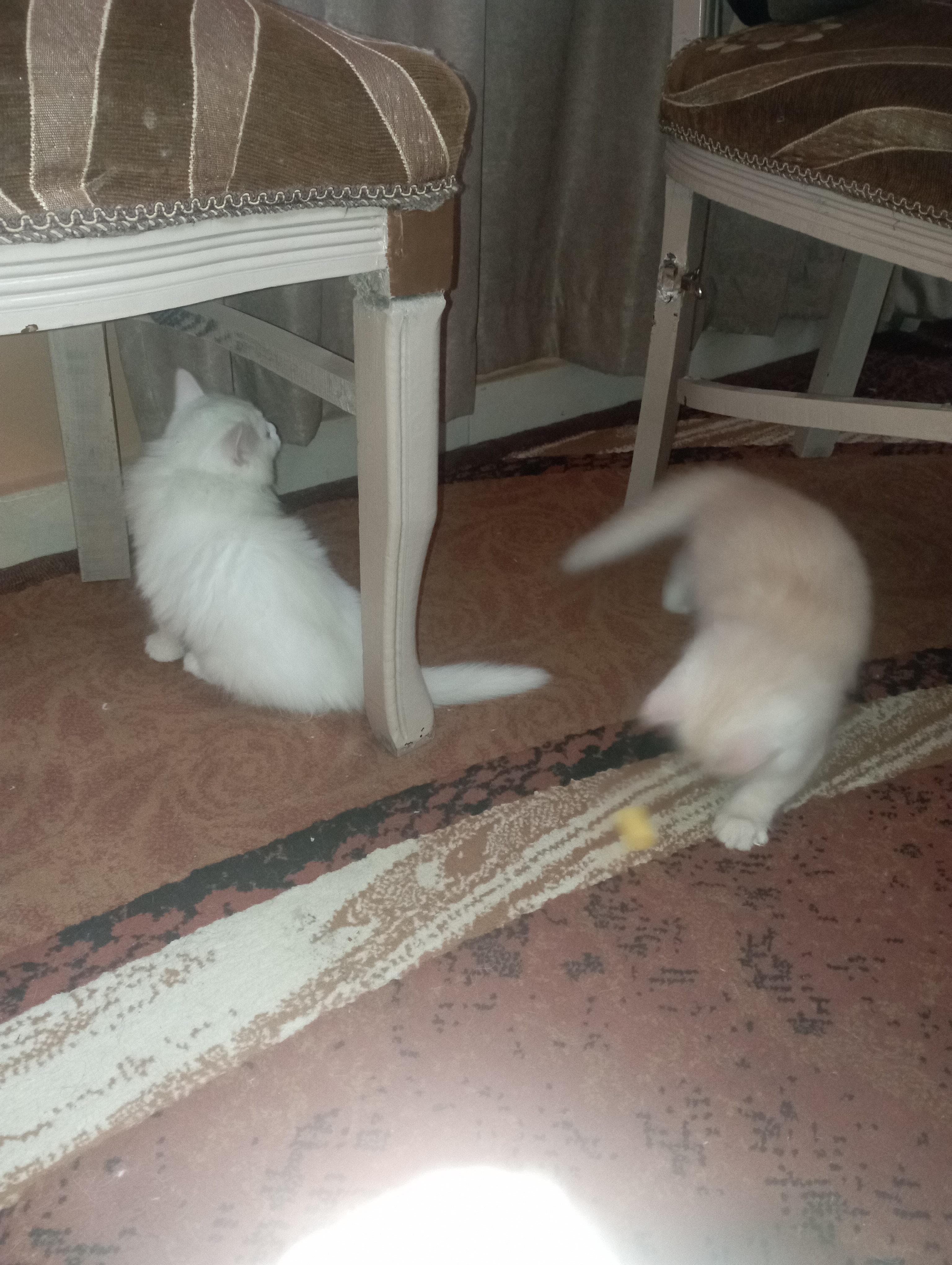 Shirazi cats 1
