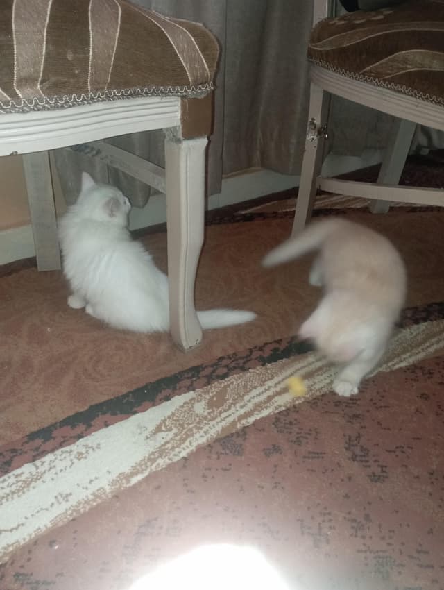 Shirazi cats