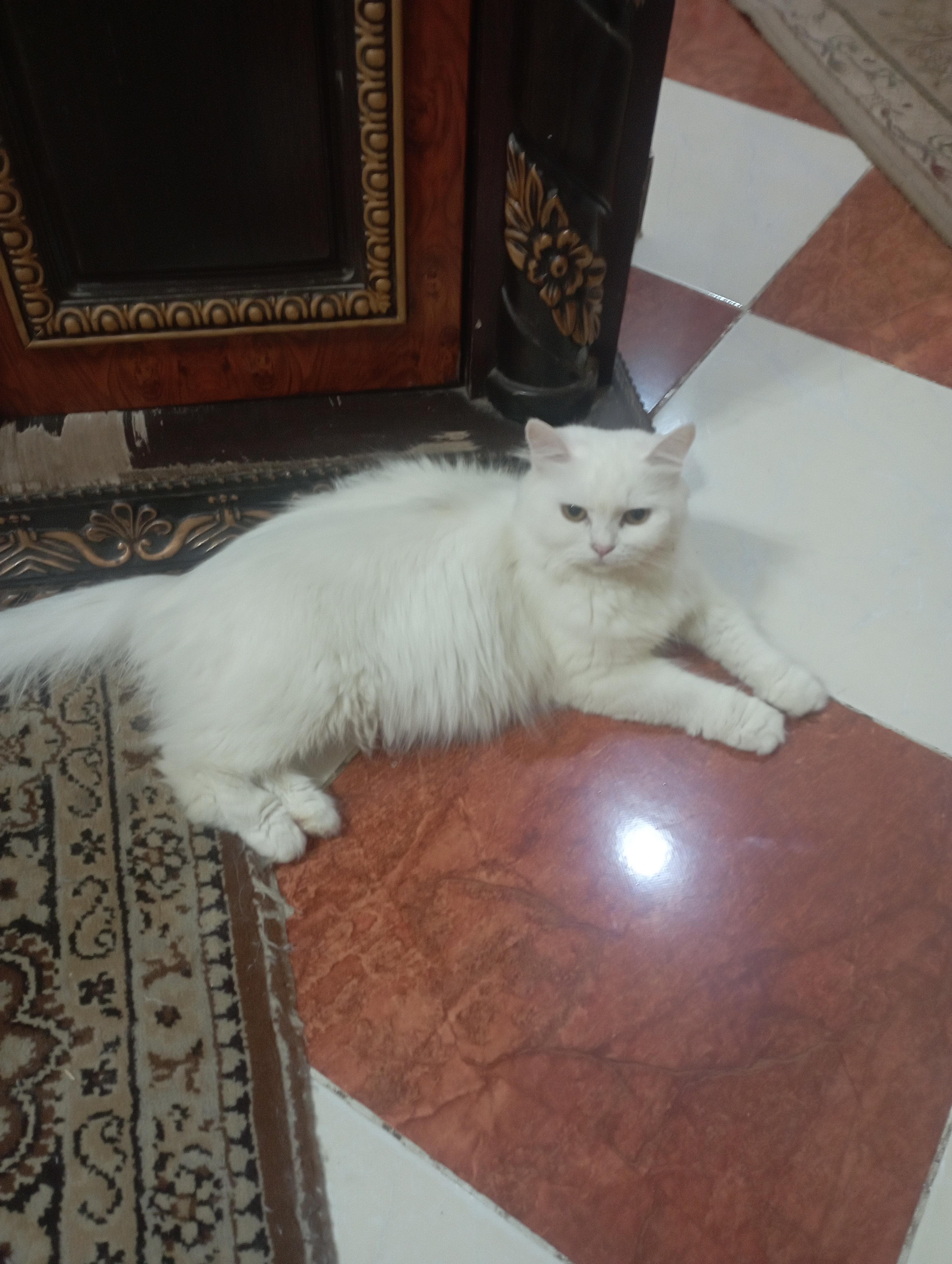 Shirazi cats 2