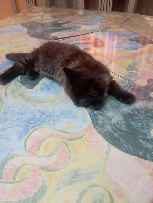 Shirazi cats