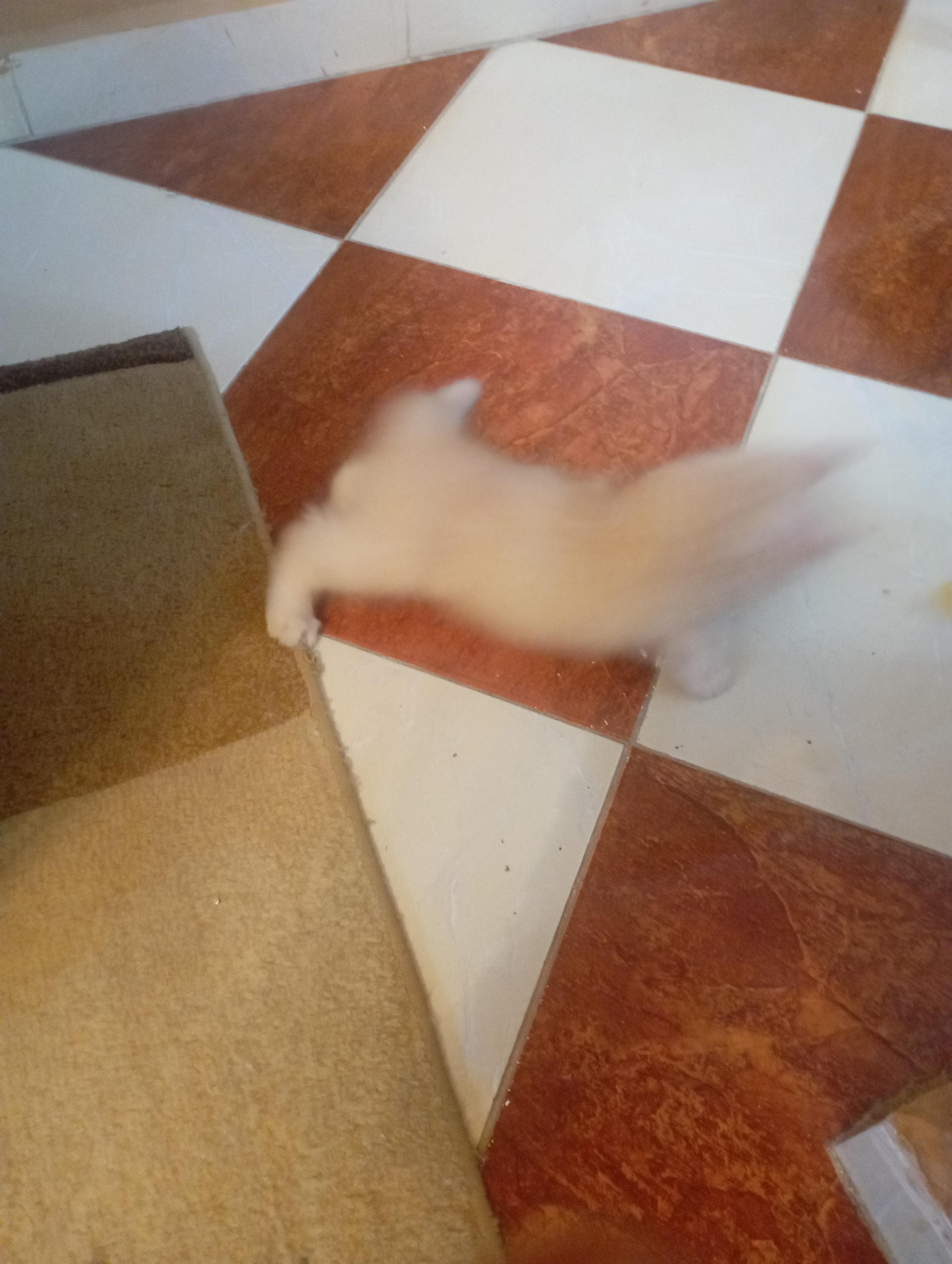 Shirazi cats 5