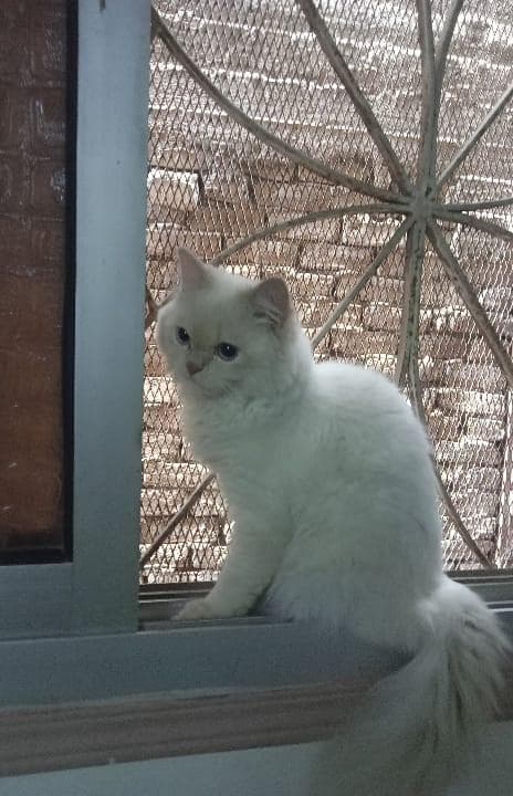 Two cats for sale  0