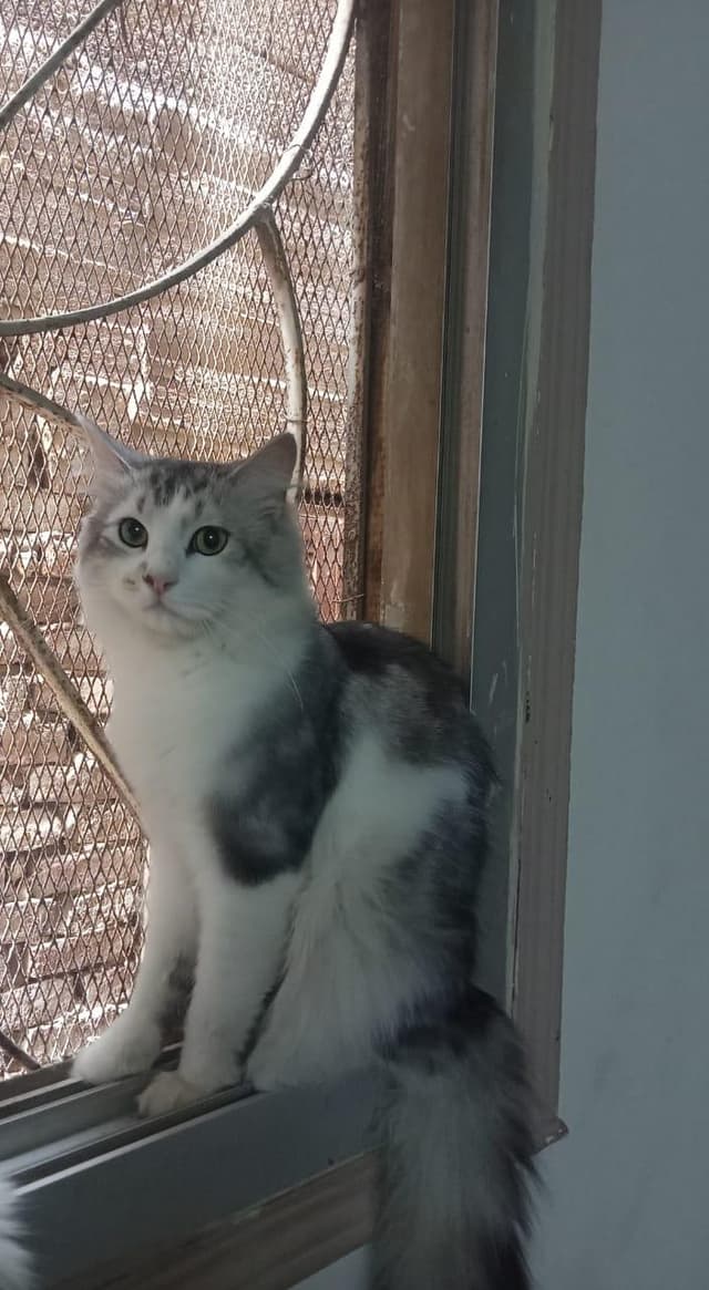 Two cats for sale 