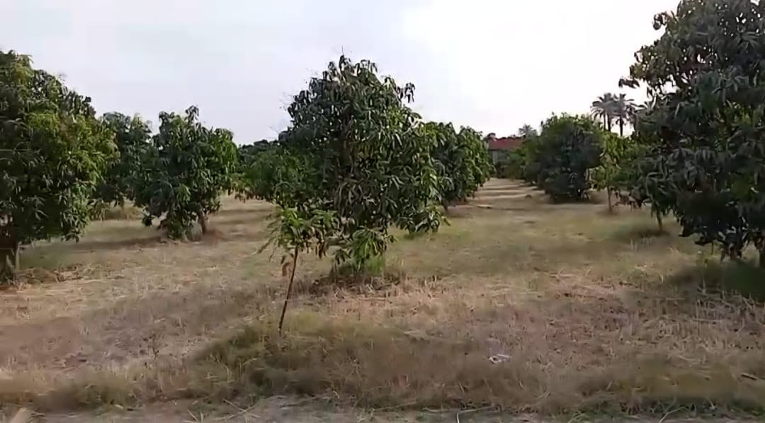 4 acres of agricultural land for sale in Ismailia  1