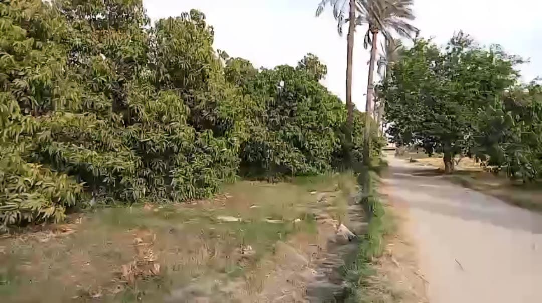 4 acres of agricultural land for sale in Ismailia  6
