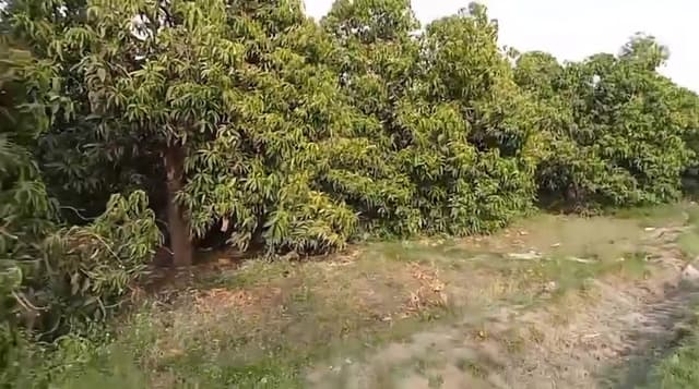 4 acres of agricultural land for sale in Ismailia 