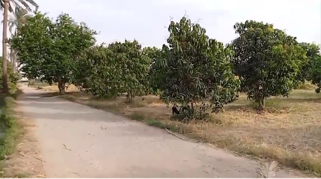 4 acres of agricultural land for sale in Ismailia  5