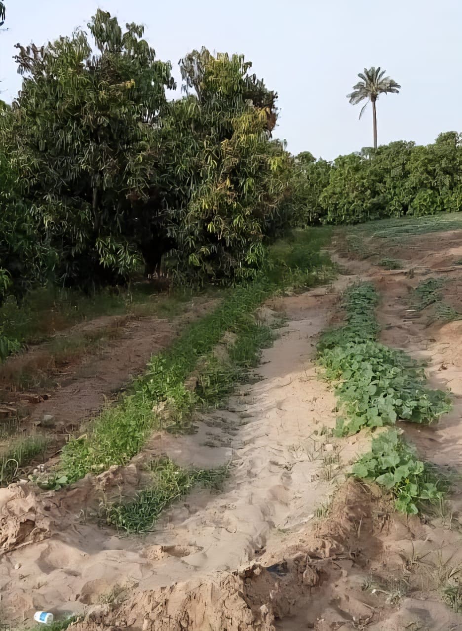 4 acres of agricultural land for sale in Ismailia  7