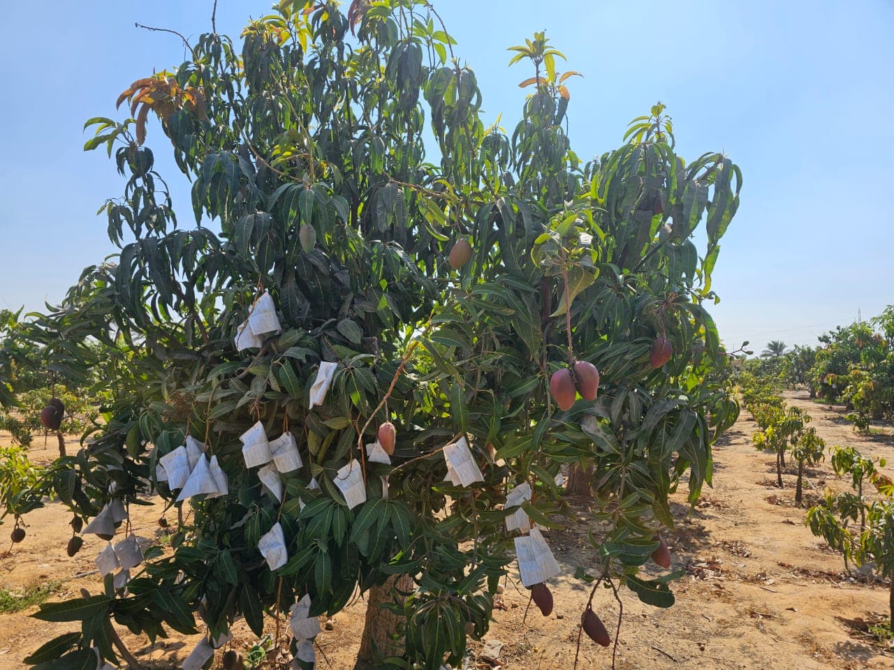 Farm for sale in Wadi El Malak in Ismailia 1