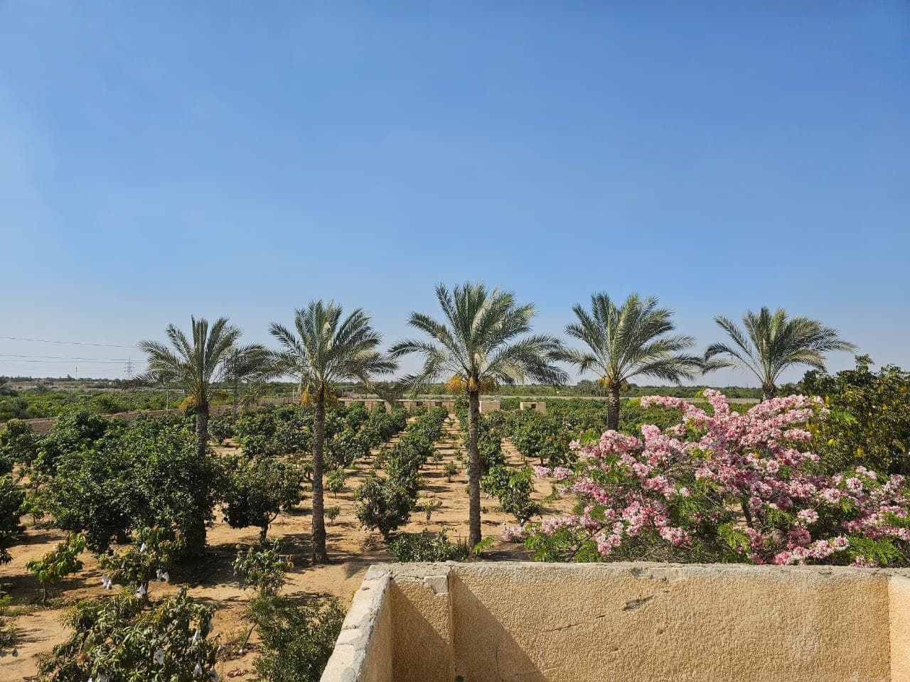 Farm for sale in Wadi El Malak in Ismailia 2