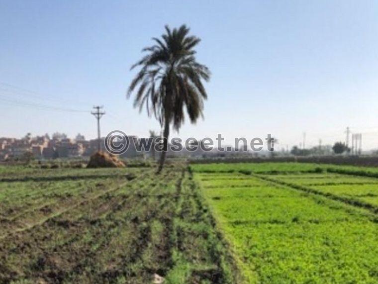 للبيع ارض زراعية بمدينة المنيا 0