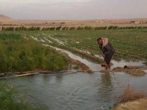 الحق فرصتك منتجع مزارع في مصر 