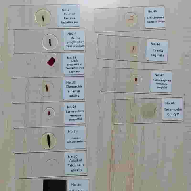 Parasite slide for practical colleges Parasite slide for practical colleges