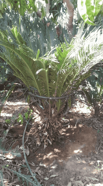 نخل سيكاس للبيع نخل سيكاس للبيع