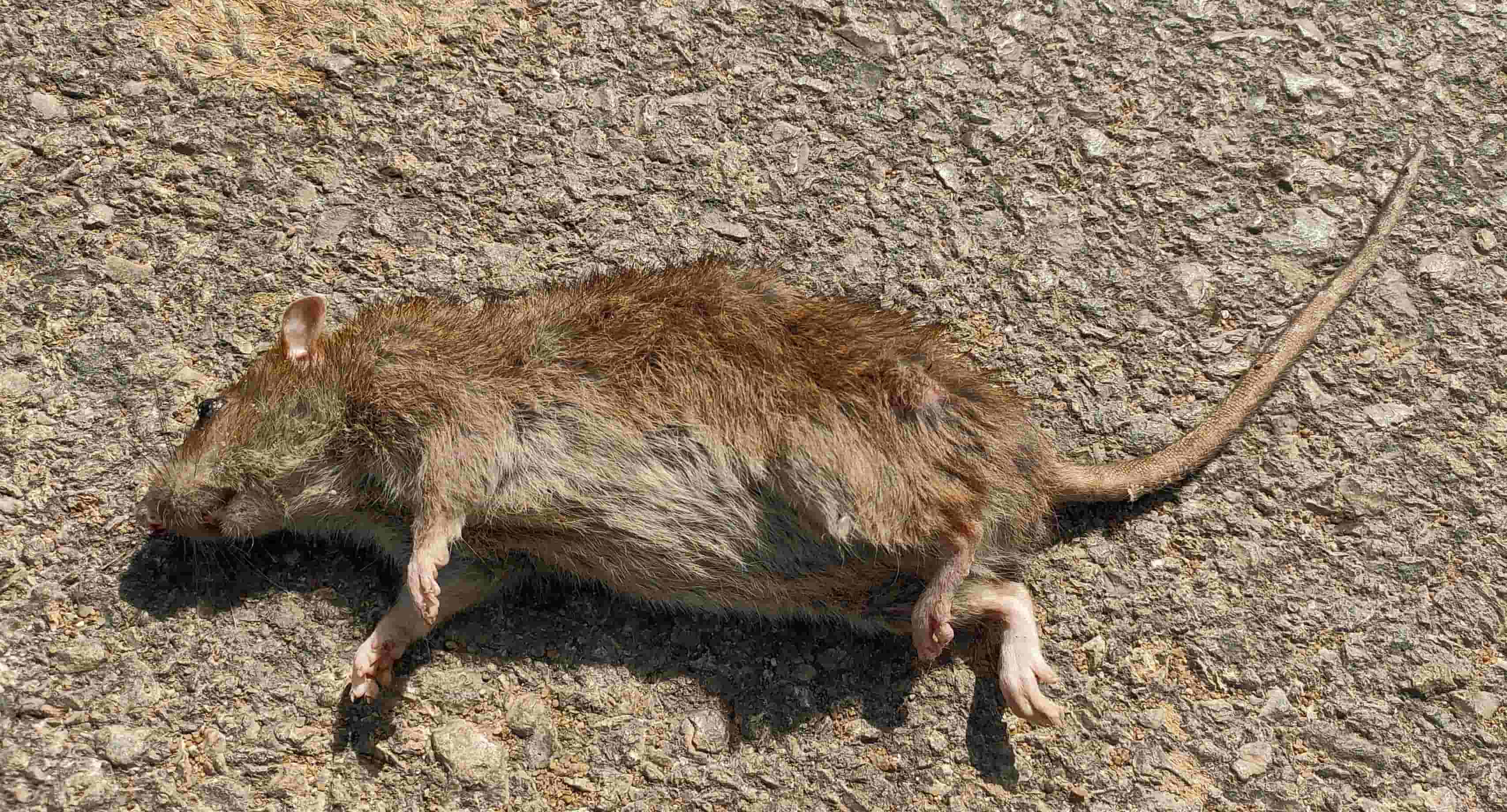 الشركه الالمانيه لاباده الحشرات والقوارض الشركه الالمانيه لاباده الحشرات والقوارض